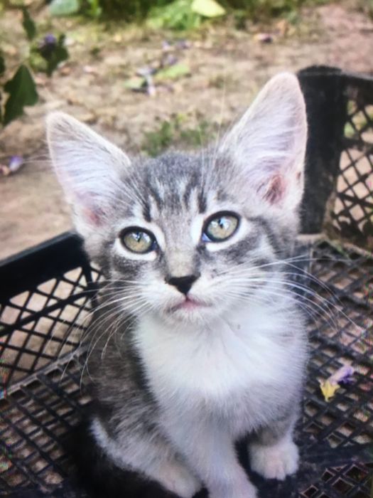 Віддам  в гарні руки кошеня