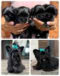 YORKSHIRE terrier black czarny :)
