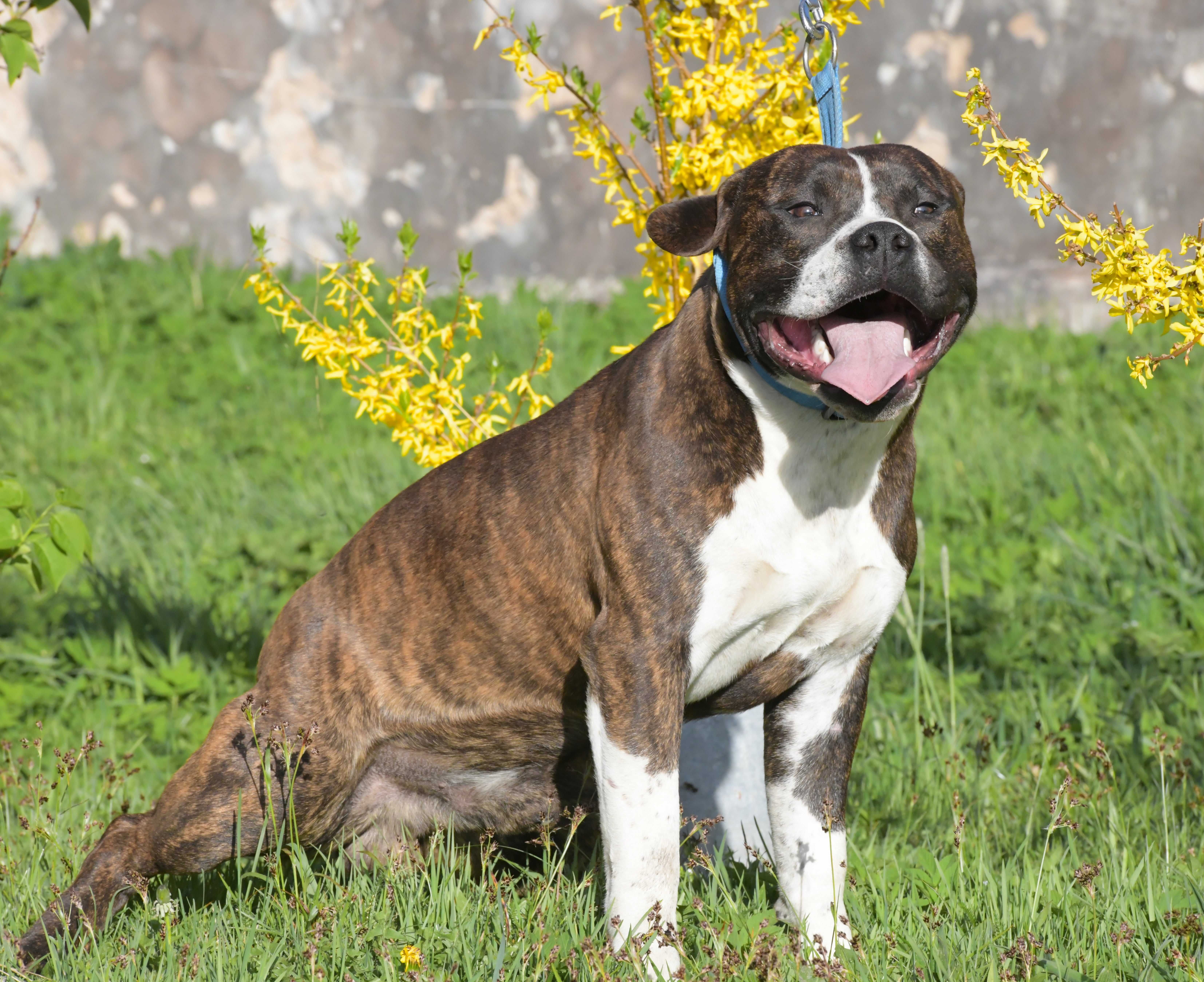 chłopak o cudownym miłym charakterze - Amstaff ZKwP