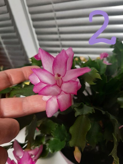 Квіти, шлюмбергера, різдвяник