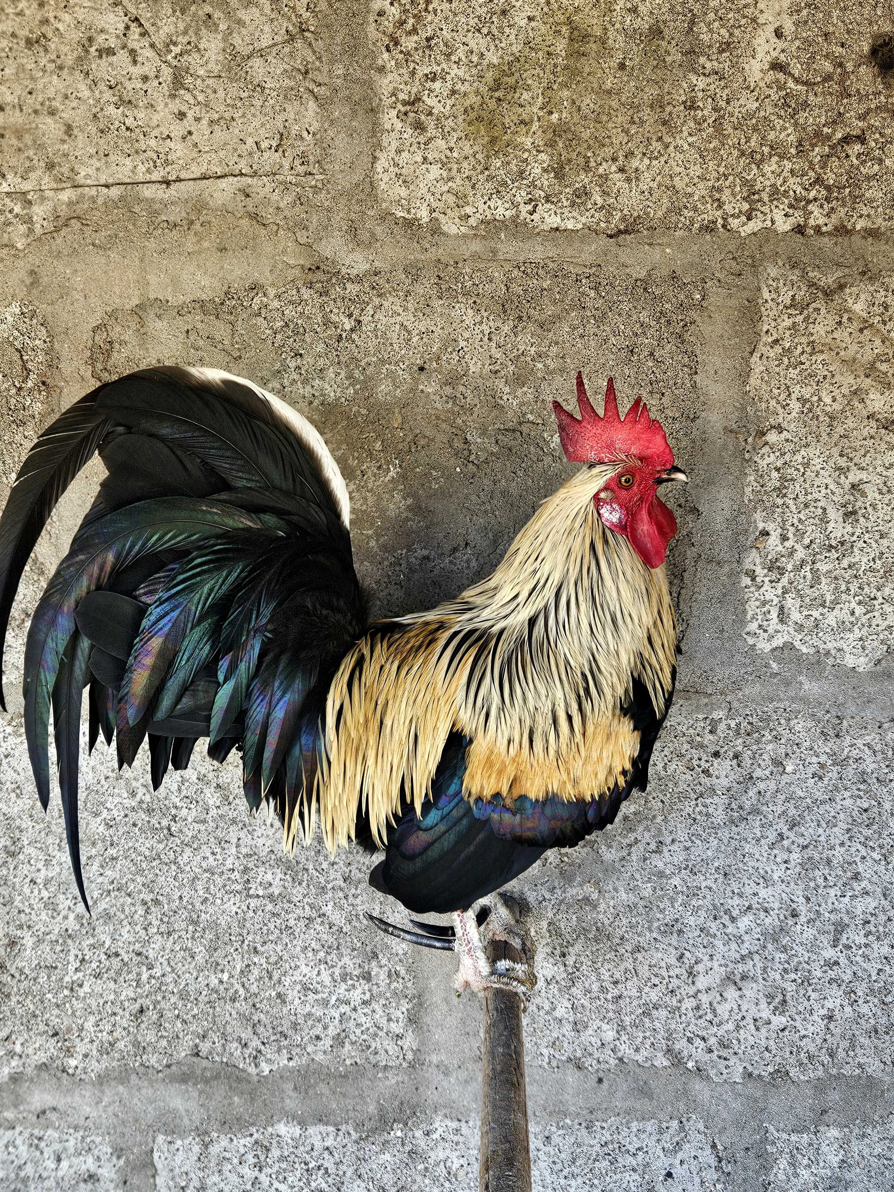 Garnizo de estimação