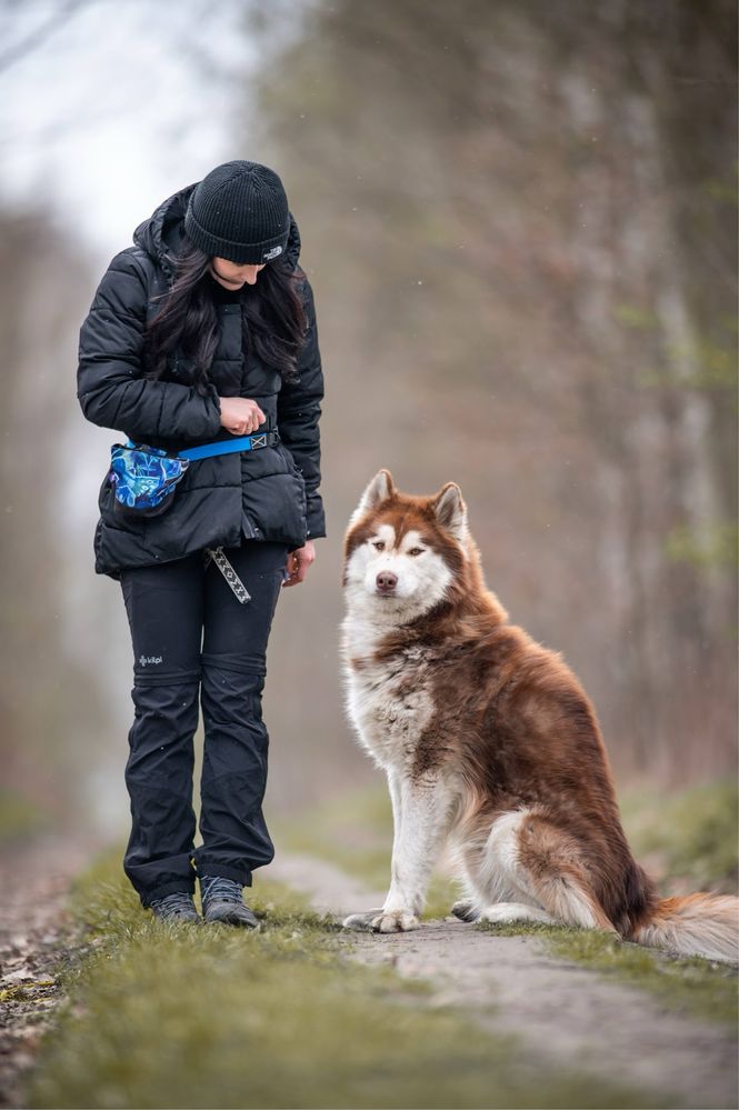 Rudy mix siberian husky i alaskan malamute. Duży pies w schronisku.