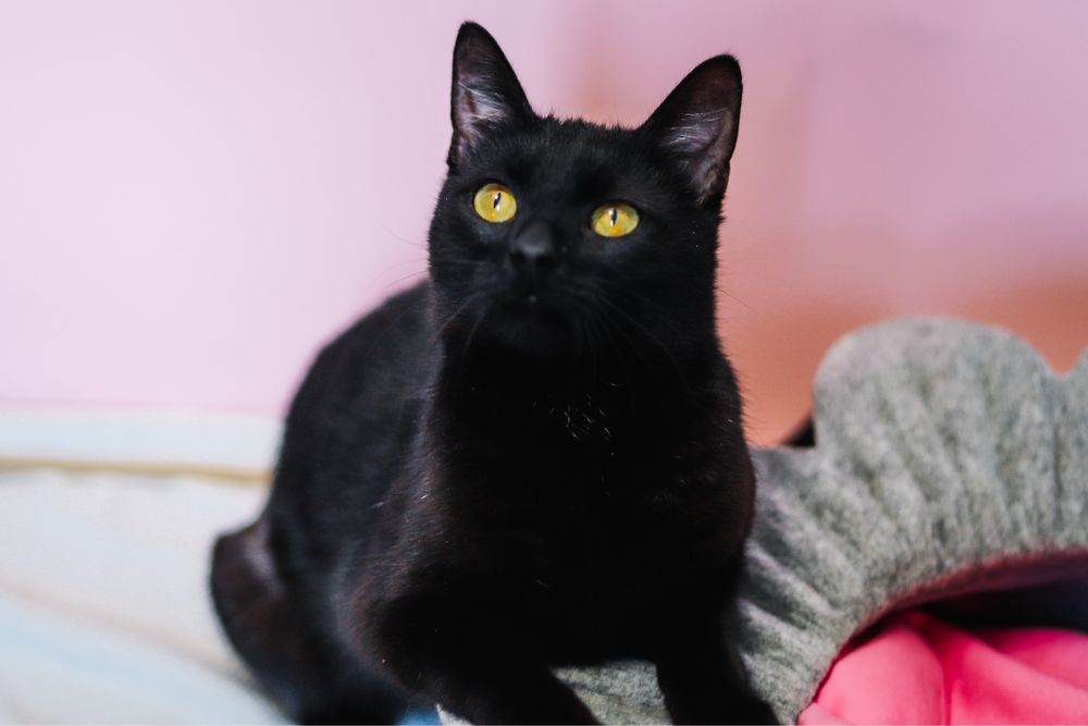 kotka do adopcji