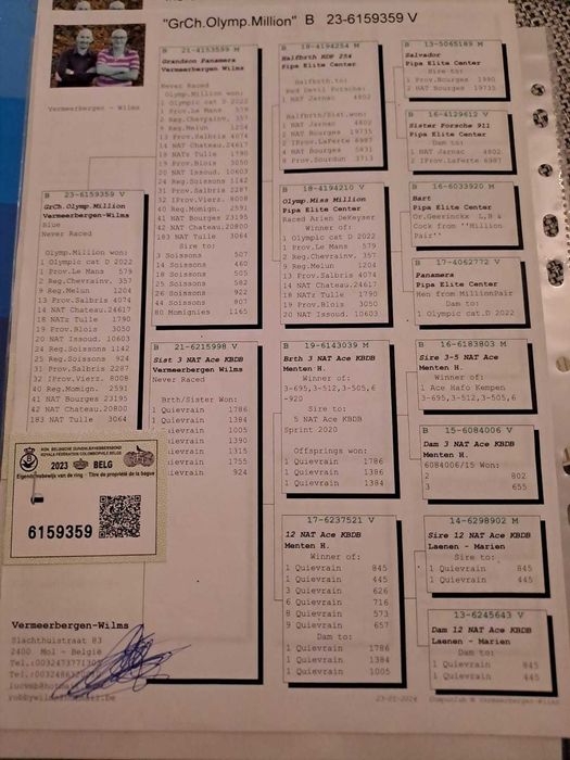 Sprzedam 4 do 5 gołebi z  super pochodzeniem Polecam