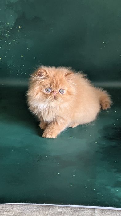 Персидська красуня руда королева