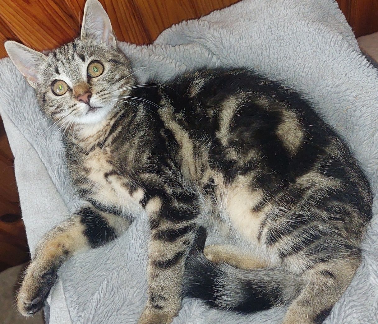 Kocurek trzymiesięczny do adopcji