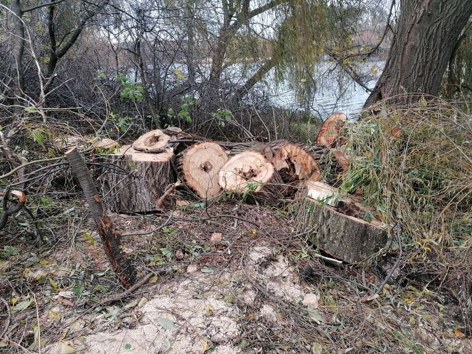 Дерево на дрова. Безкоштовно.