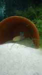 Pelvicachromis Pulcher Albino Full Red e Normais (Kribensis)
