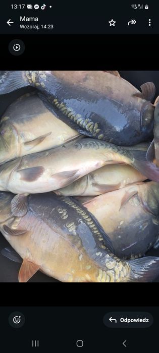 Karp, Tołpyga,  Szczupaki, Okonie..Hurt detal  Wołów