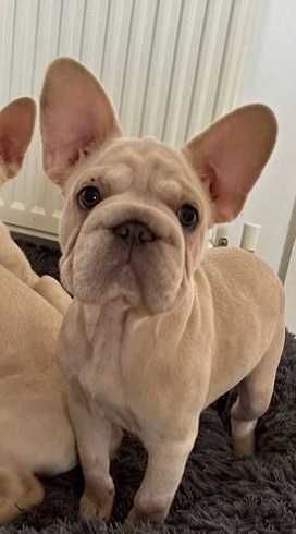 Биг роп біг роп big rope щенки французского бульдога