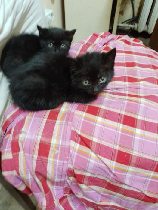 Маленькие чёрные котята котёнок мальчики срочно ищут дом! Отдам в хоро
