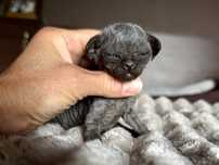 Cudowny kocurek Devon Rex Warszawa