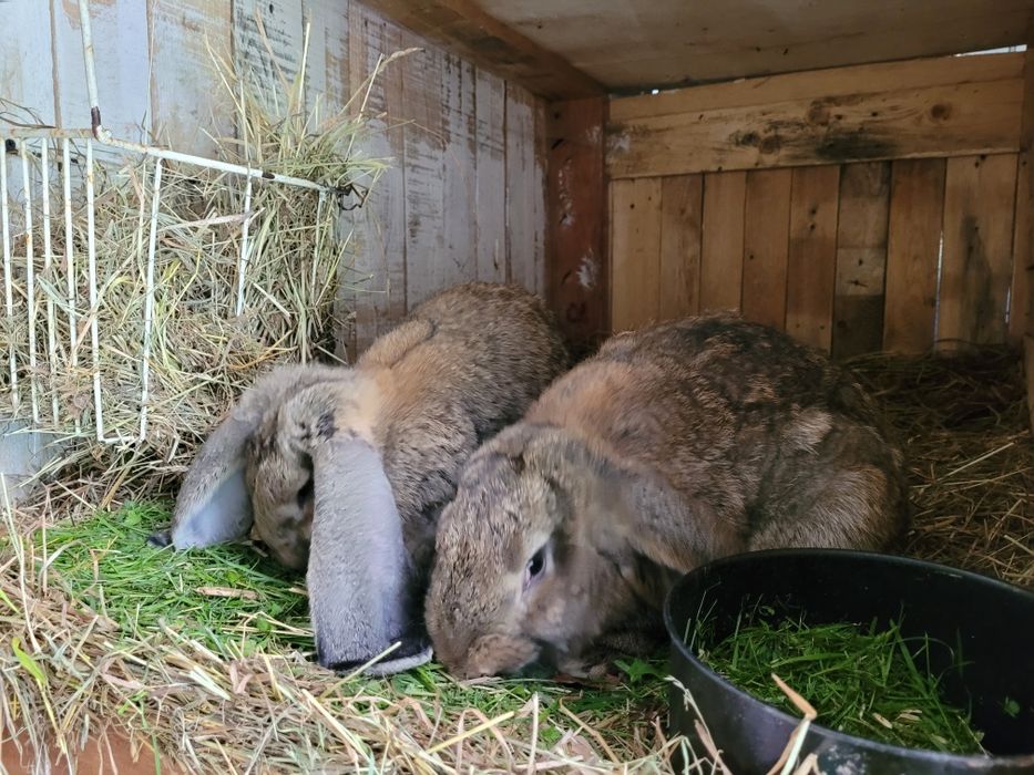 kroliki Barany Francuskie