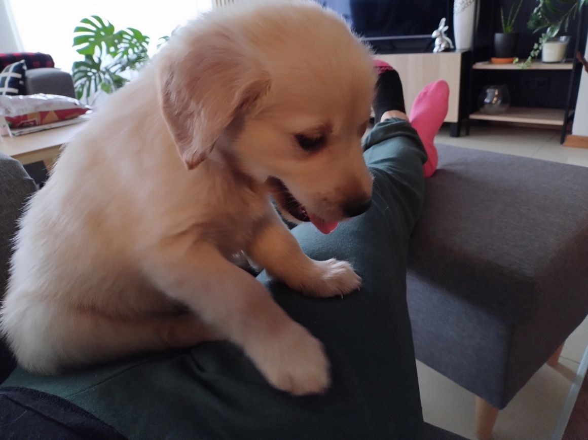 Szczeniak Golden Retriever biszkoptowe i zlote dla dzieci