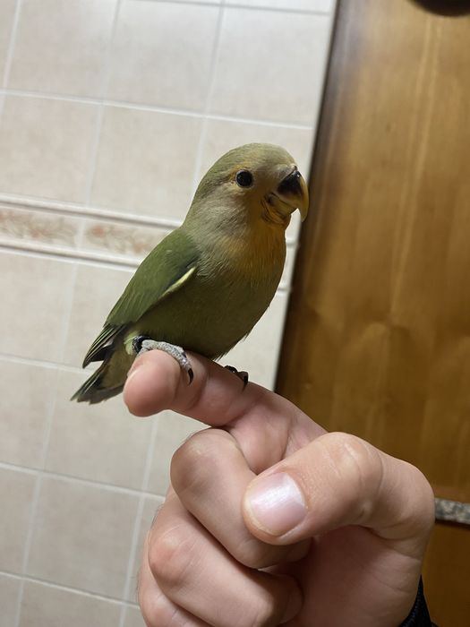 Femea roseicollis domesticada