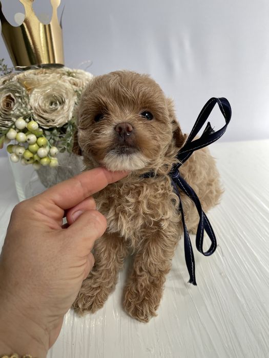 Ідеальні VIP Мальтипу F1  для вашого дому