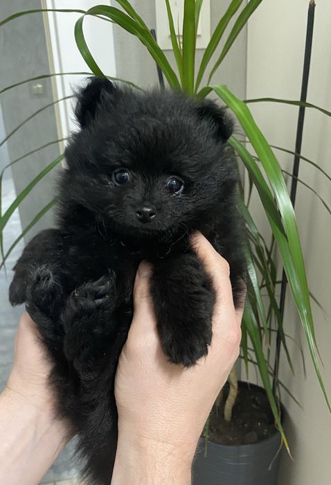 Померанські шпіци