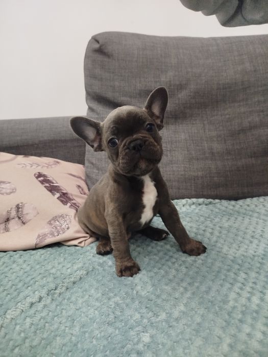 Samiec buldoga francuskiego.