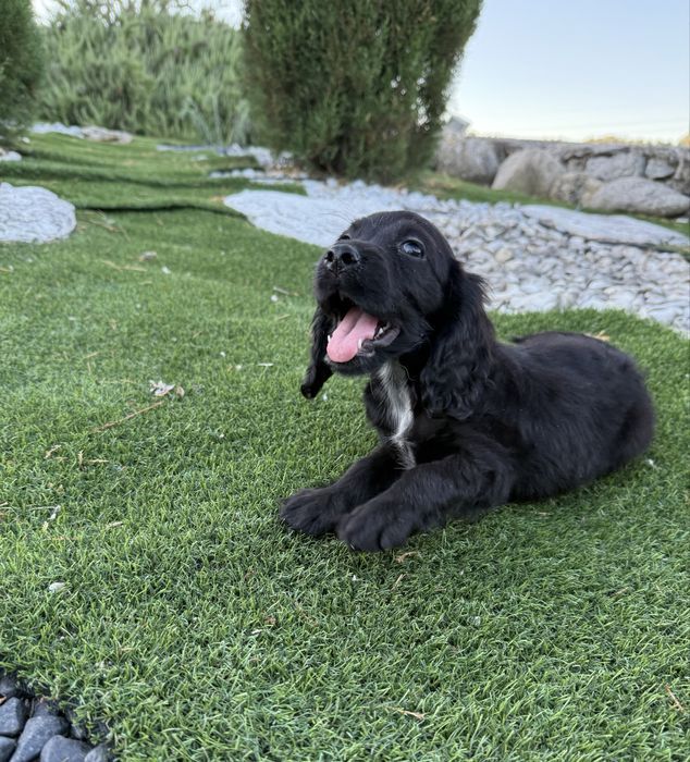 Cocker spaniel  maravilhosa