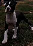 Suczka Amstaff gotowa do odbioru