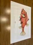 Plakat ryba Ernst Haeckel 50x70cm