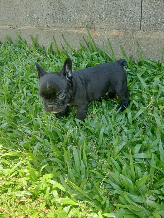 Magnífica  Fêmea Buldogue Francês Tigrado
