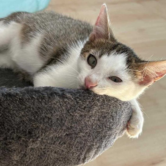 Mały psotnik Ajen czeka na dom, który pokocha jego szaleństwo!