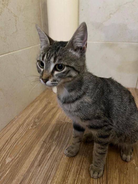 Gatinha 5 meses muito meiga esterilizada