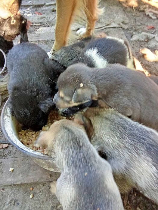 Щенята родились 9.08 в чергу их мама. метис овчарки длинношерстной.