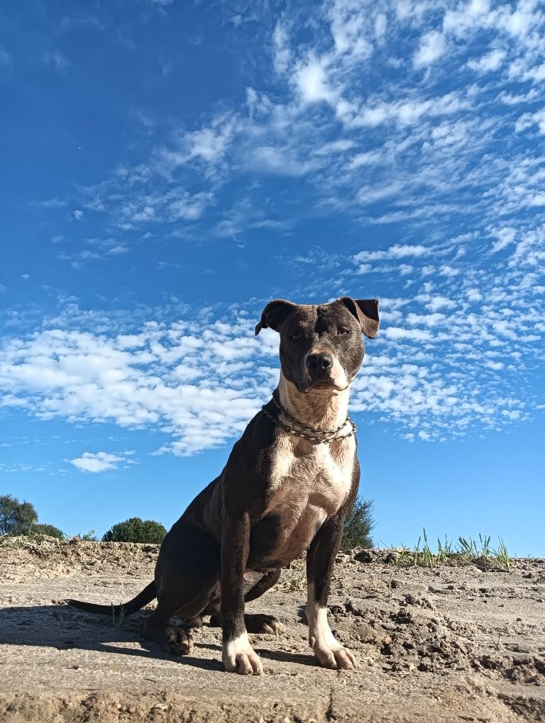 Filhotes PitBull