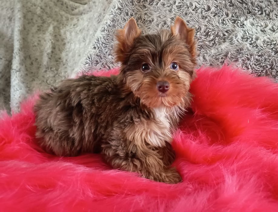 Śliczna Suczka Tweed Choco Merle Yorkshire Terrier- z niebieskim okiem