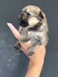 Szpic miniaturowy, pomeranian Betty