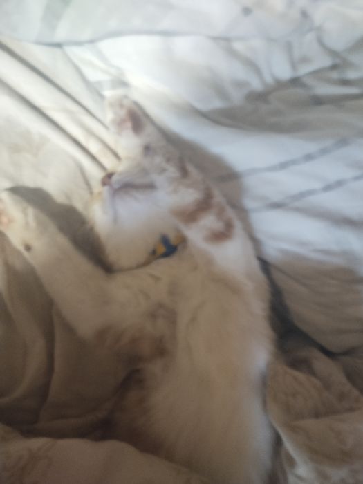 Пропав маленьке кошеня хлопчик