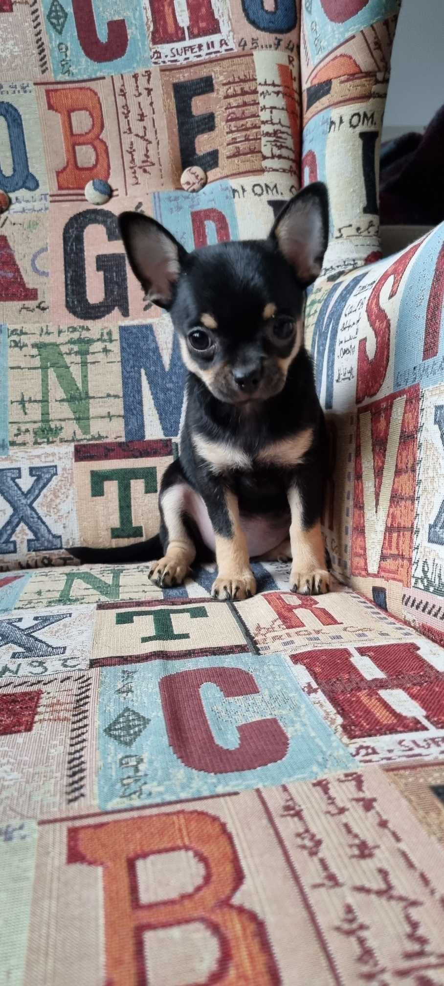 Śliczny Cudowny Piesek Chihuahua z PRAWEM HODOWLANYM