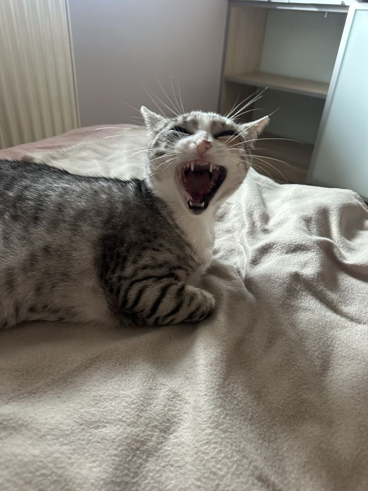 DO ADOPCJI FIONKA – młoda kotka, która straciła wszystko,