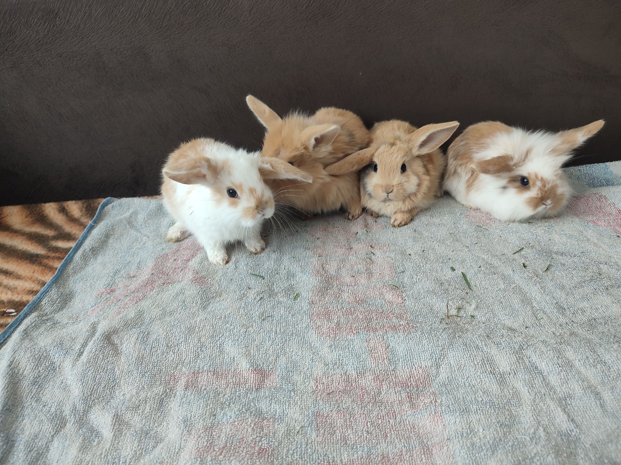 Króliczki minuturki baranki