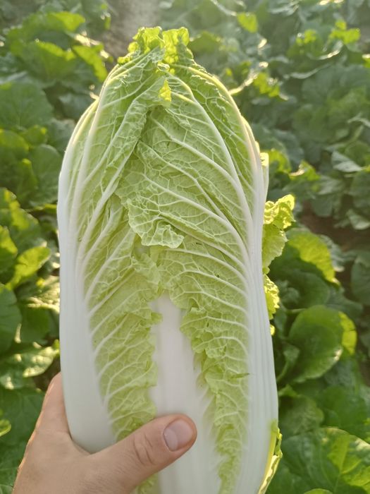 Kapusta pekińska z własnej uprawy.