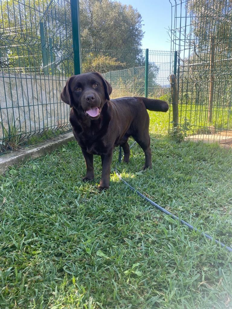 Labradora Chocolate - 2 anos - com LOP e Linhagem Multi-Campeã