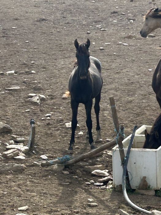 Poldros cruzados de lusitano