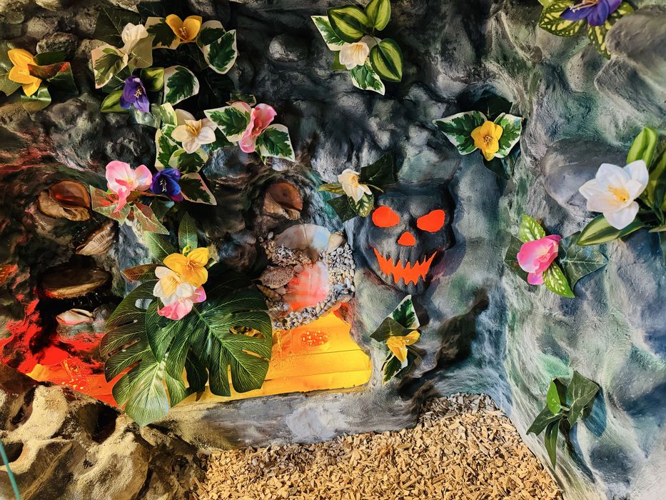 Giga Terarium - Agama - jaszczurki - legwan / sprzedam - zamienie