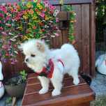 Szpic miniaturowy/pomeranian > maleńki chłopczyk.