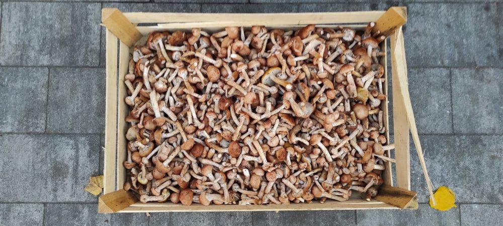 Sprzedam uzbieram grzyby opieńki