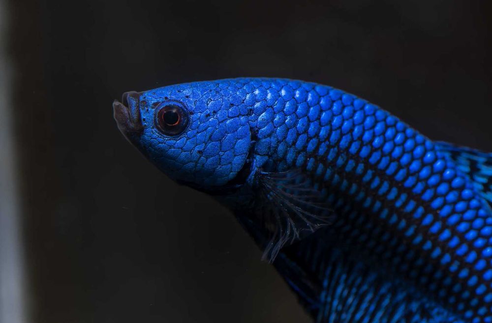 Bojownik alien - odmiana NIEBIESKA - PARA - 2 sztuki - BETTA - RARYTAS