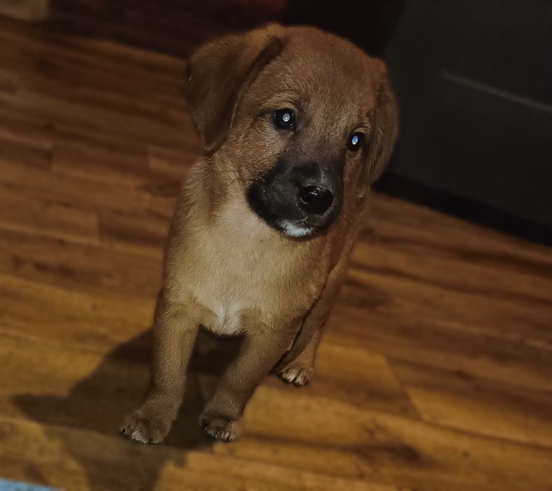 Oddam w dobre suczka