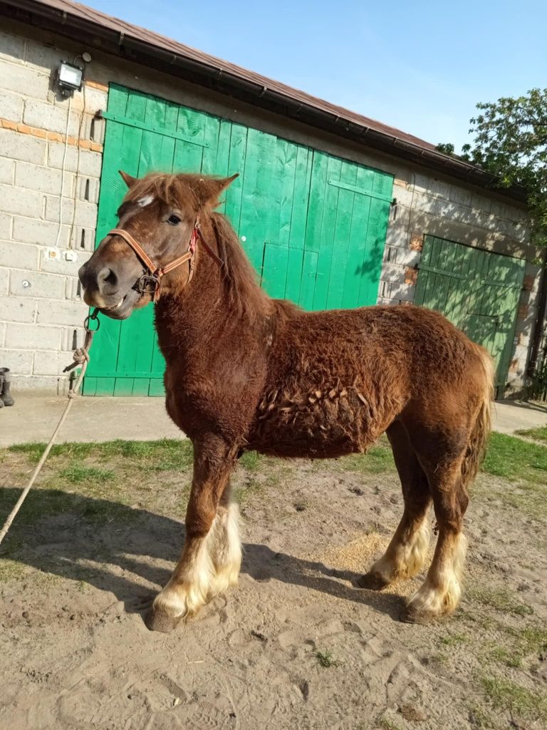 Sprzedam źrebicę