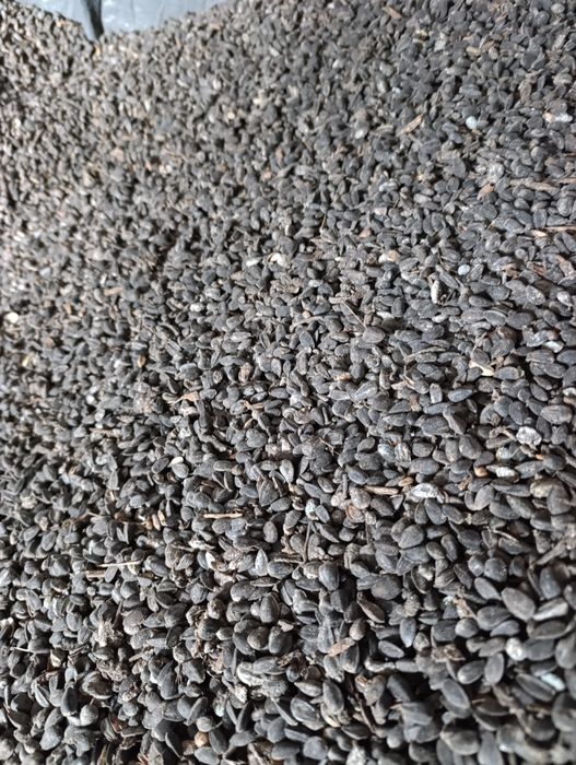 Słonecznik czarny 20 kg