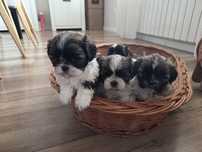 Piękne shih tzu zapraszam