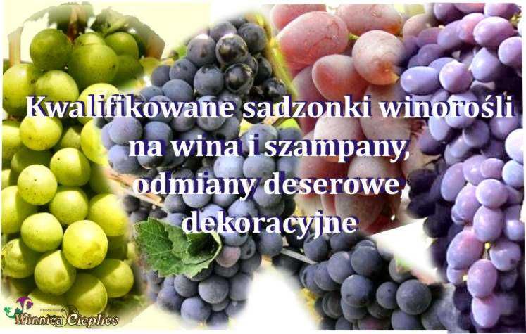 Sadzonka winorośli odmiana deserowa