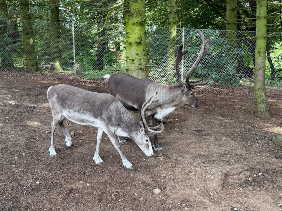 Oswojony Samiec renifera