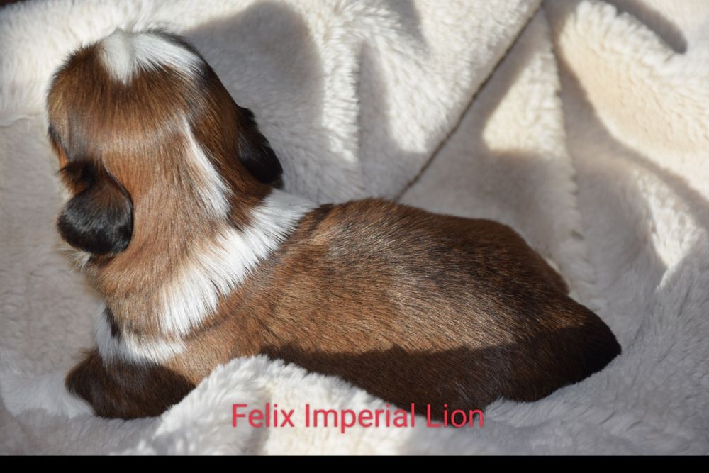 Felix Shih Tzu pies szczeniak rodowód śliczny UBEZPIECZENIE
